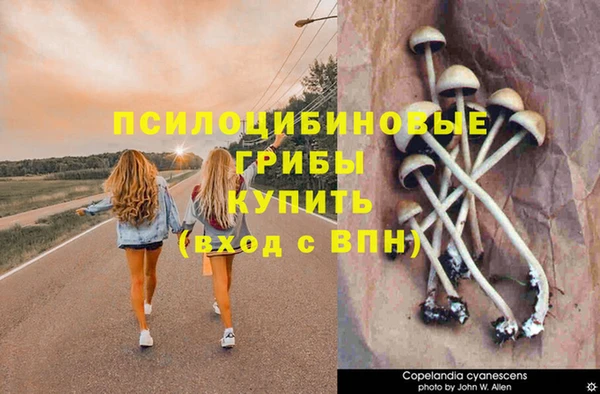 шишки Арсеньев